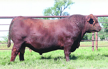 LiveAg Auctions