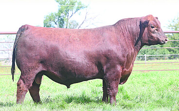 LiveAg Auctions