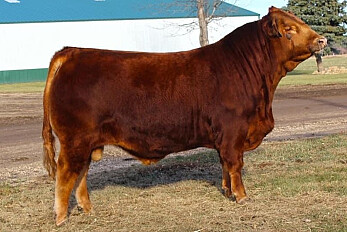 WULFS GIFT 5206G - 10 Units Semen