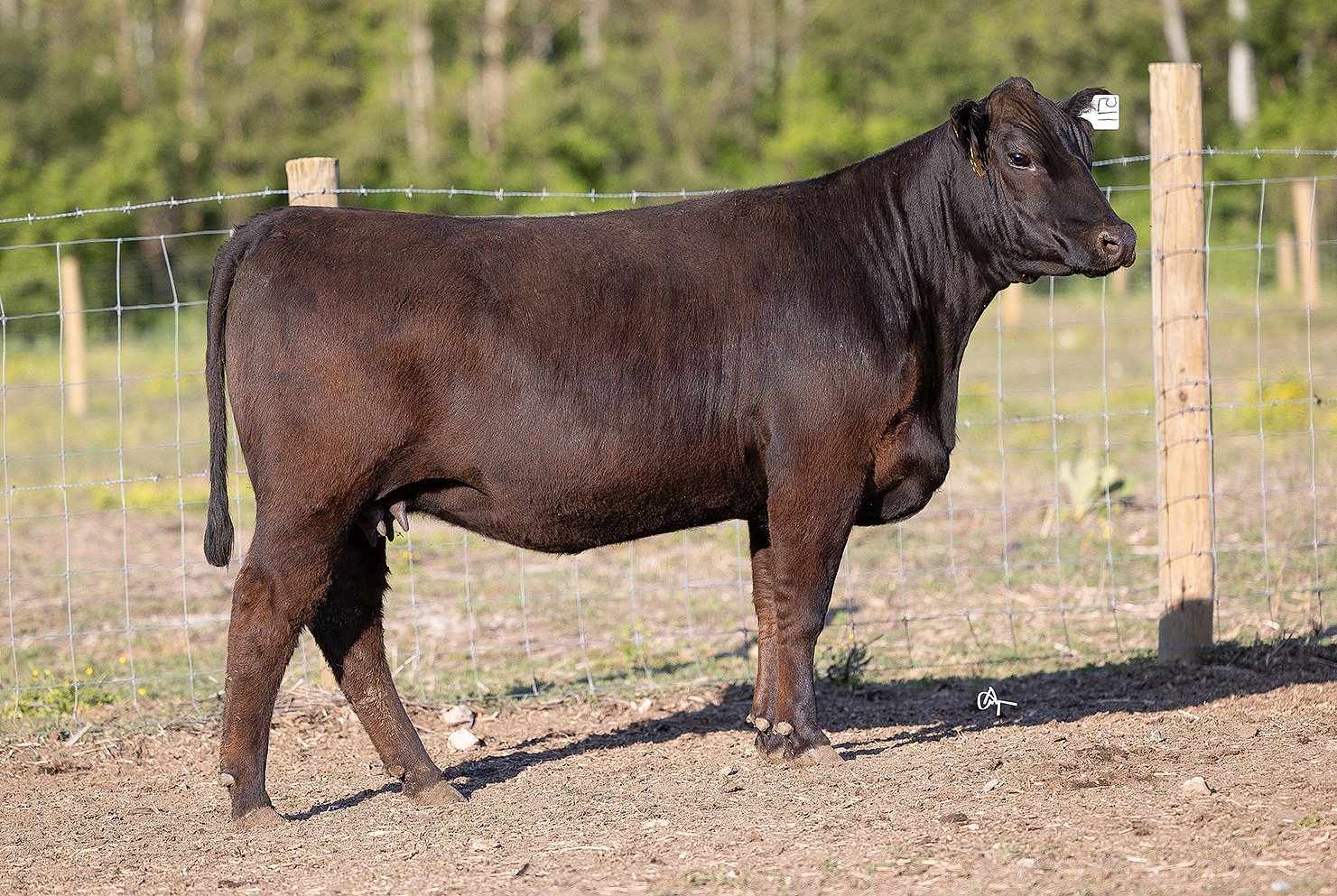 470 COW Angus