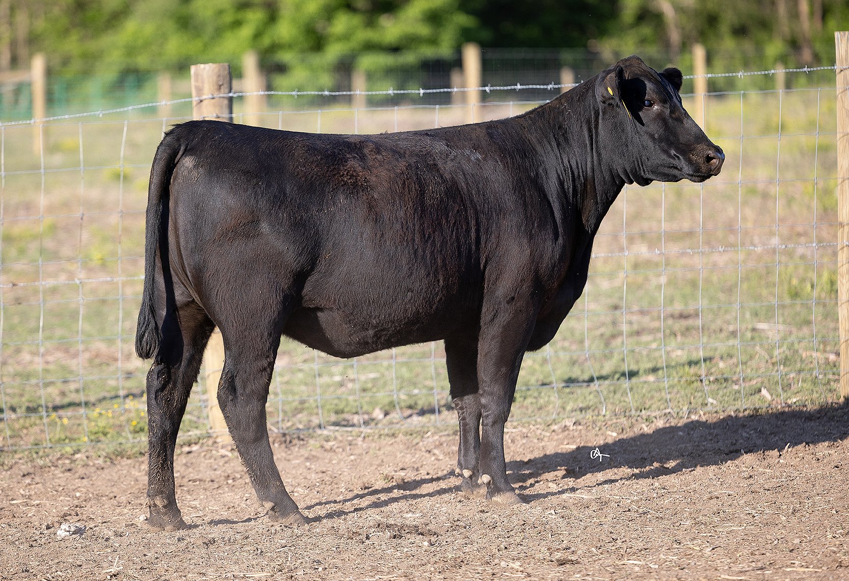 483 COW Angus