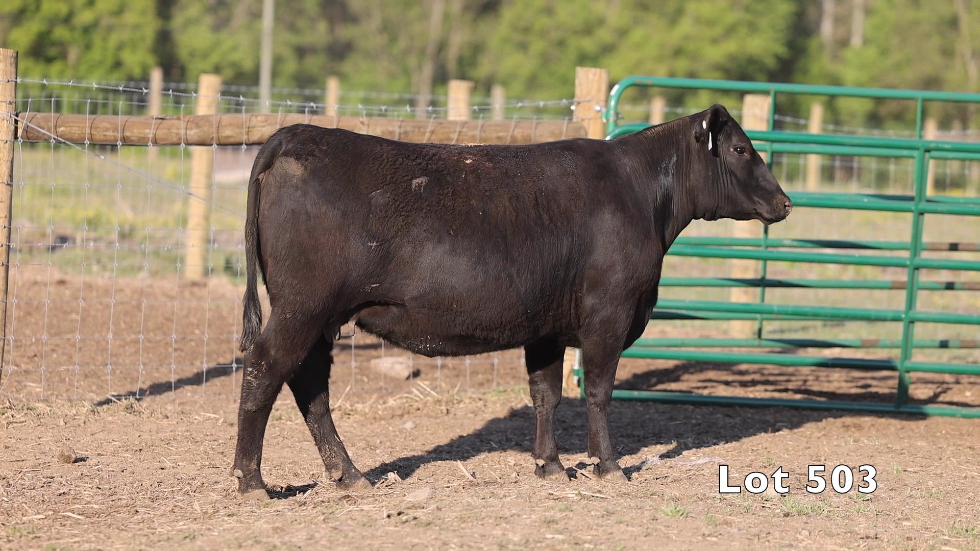 478 COW Angus