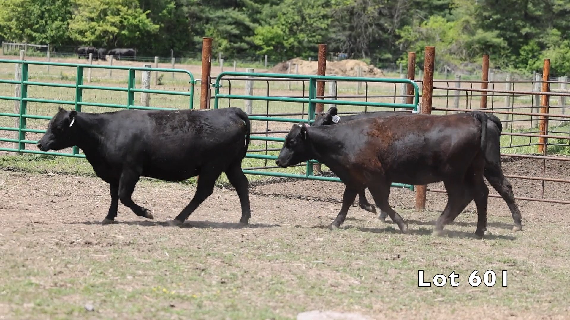 404 COW Angus
