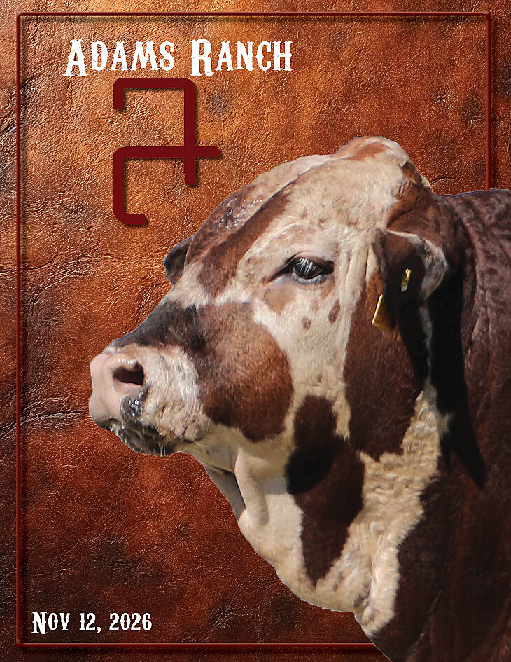 Adams Ranch’s 48th Annual Cattle Auction